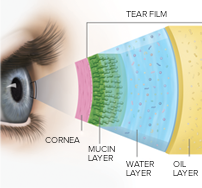 Layers of Tear Film